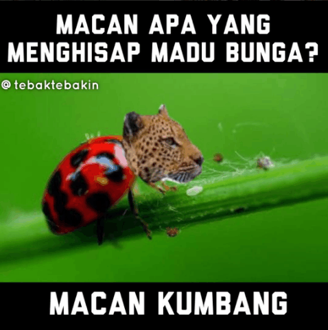 Kocak Kumpulan Tebak Tebakan Ini Sukses Bikin Bingung Nulis