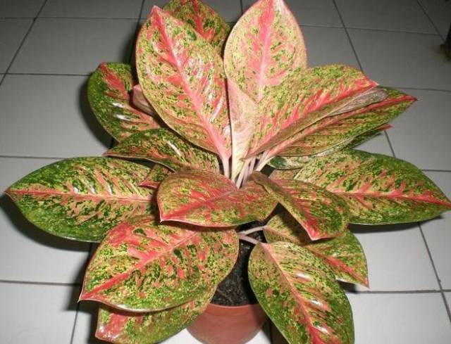 Jenis Aglaonema Berdasarkan Warna Aneka Tanaman  Bunga