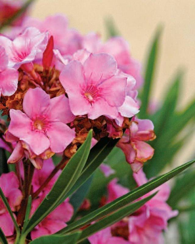 7 Bunga Cantik Tapi Sangat Beracun Pursuing My Bule 7 Bunga Cantik Tapi Sangat Beracun Pursuing My Bule