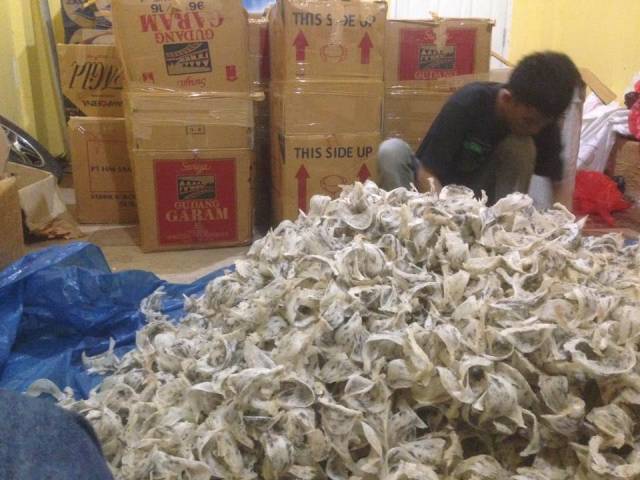 manfaat sarang burung walet manfaat dan khasiat sarang burung walet