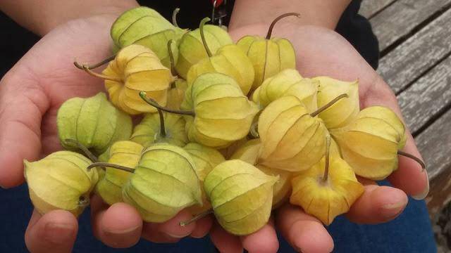 Kahsiat Ciplukan Bagi Kesehatan Kahsiat Ciplukan Bagi Kesehatan