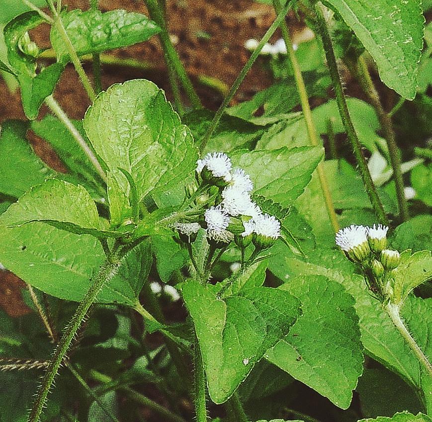 Bandotan Si Gulma yang Kaya Akan Manfaat Bandotan Si Gulma yang Kaya Akan Manfaat