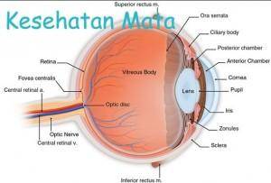 Manfaat Buah dan Sayur Untuk Kesehatan Mata