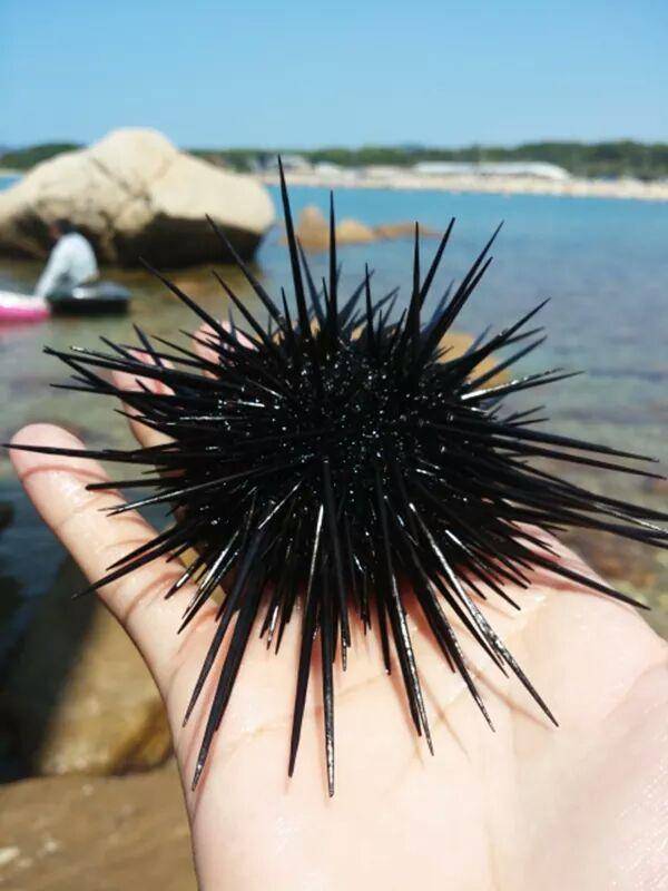 Makanan Ekstrim Dari Jepang Sebarkan Org Makanan Ekstrim Dari Jepang Sebarkan Org