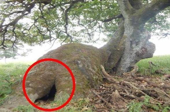 Perempuan ini Lihat Lubang Aneh pada Pohon Tua, Setelah Lihat isinya bikin ia Seperti inikuti Perempuan ini Lihat Lubang Aneh pada Pohon Tua, Setelah Lihat isinya bikin ia Seperti inikuti